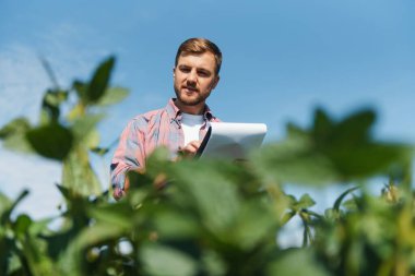 Agronomist tarlada yetişen soya fasulyesi ekinlerini inceliyor. Tarım üretim konsepti. Genç tarımcı yazın tarlada soya fasulyesi mahsulünü inceliyor. Soya tarlasında çiftçi