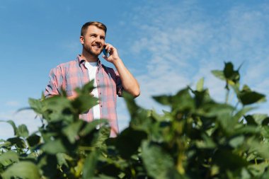 Agronomist tarlada yetişen soya fasulyesi ekinlerini inceliyor. Tarım üretim konsepti. Genç tarımcı yazın tarlada soya fasulyesi mahsulünü inceliyor. Soya tarlasında çiftçi