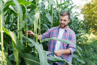 Çiftlikteki bitkileri kontrol eden erkek çiftçi. Tarım sektörü kavramı, mısır tarlasında elinde tabletle duran tarım mühendisi, bilgi yazıyor. Agronomist ekinleri ve bitkileri denetliyor..