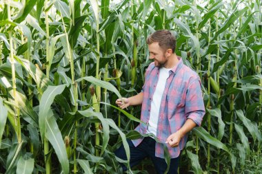 Agronomist mısır tarlasında tablet dokunmatik tablet bilgisayarını tutuyor ve hasat etmeden önce ekinleri inceliyor. Tarım sektörü konsepti. Brezilya çiftliği.