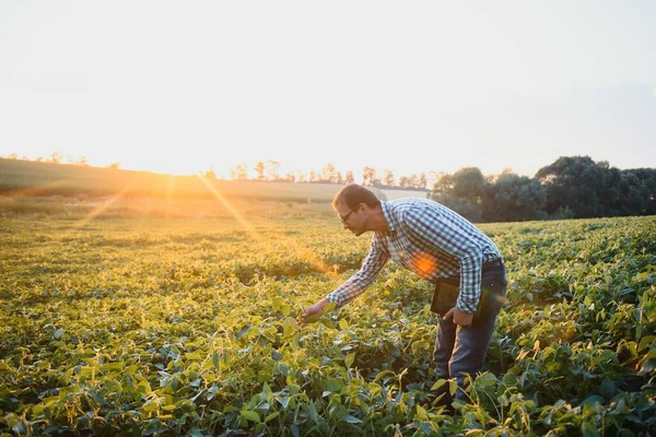 Egy Farmer Egy Zöld Szójababot Vizsgál Betakarítás Fogalma — Stock Fotó