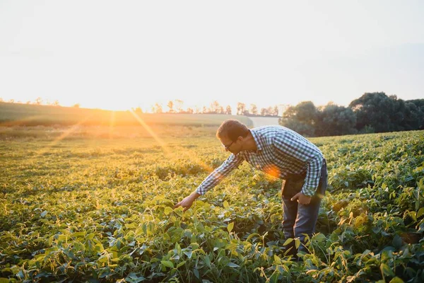 Soya Tarlasında Genç Bir Çiftçi — Stok fotoğraf