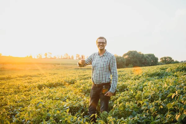 농부는 콩밭을 수확이라는 — 스톡 사진