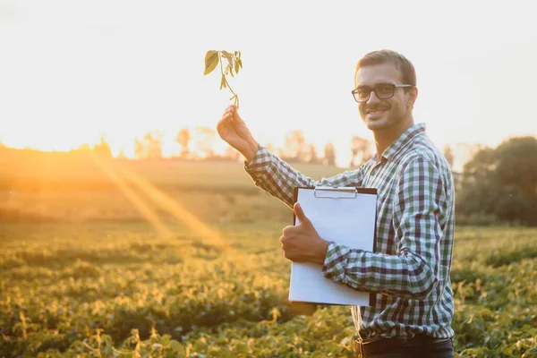 Agricultor Inspecciona Campo Soja Verde Concepto Cosecha — Foto de Stock