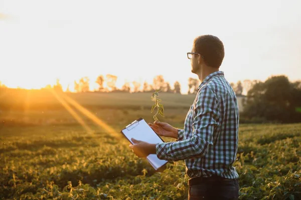 Agricultor Inspecciona Campo Soja Verde Concepto Cosecha — Foto de Stock