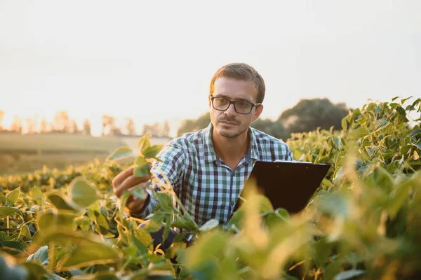 Egy Farmer Egy Zöld Szójababot Vizsgál Betakarítás Fogalma — Stock Fotó