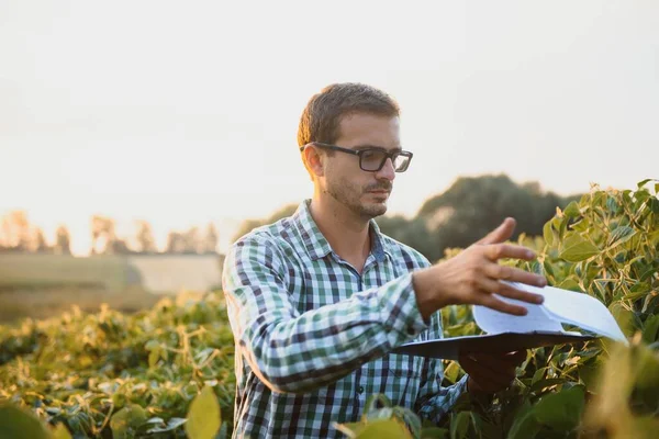 Agronomist Tarlada Yetişen Soya Fasulyesi Ekinlerini Inceliyor Tarım Üretim Konsepti — Stok fotoğraf