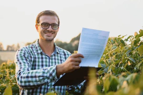 Agronomista Inspecionando Culturas Soja Que Crescem Campo Agrícola Conceito Produção — Fotografia de Stock