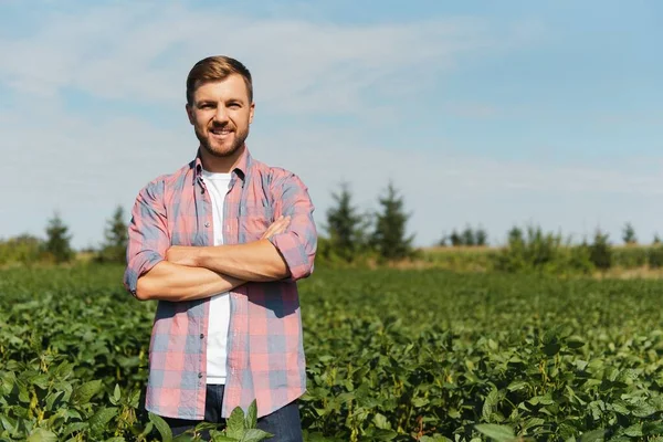 Agronomo Che Ispeziona Colture Soia Che Crescono Nel Campo Agricolo — Foto Stock