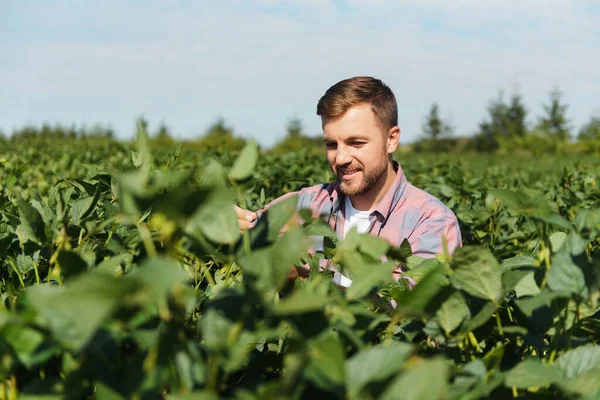 Agronomista Inspecionando Culturas Soja Que Crescem Campo Agrícola Conceito Produção — Fotografia de Stock