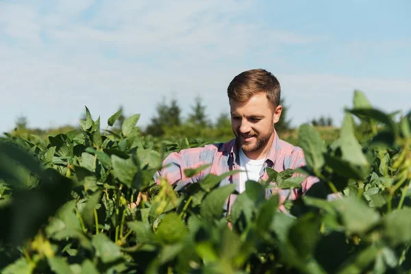 Agronomist Farmer Examining Crop Soybeans Field — Stock Photo, Image