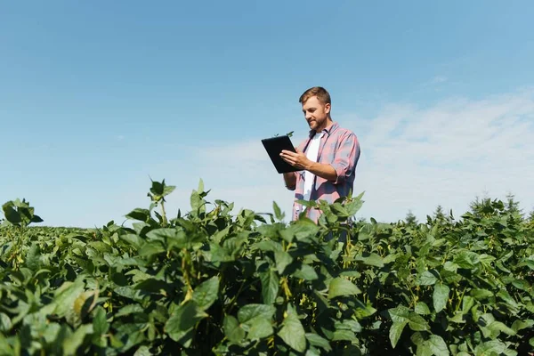 Fiatal Jóképű Mezőgazdasági Mérnök Szójabab Területen Tabletta Kezében Nyár Elején — Stock Fotó