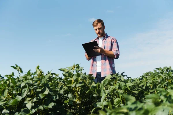 Egy Farmer Egy Zöld Szójababot Vizsgál Betakarítás Fogalma — Stock Fotó