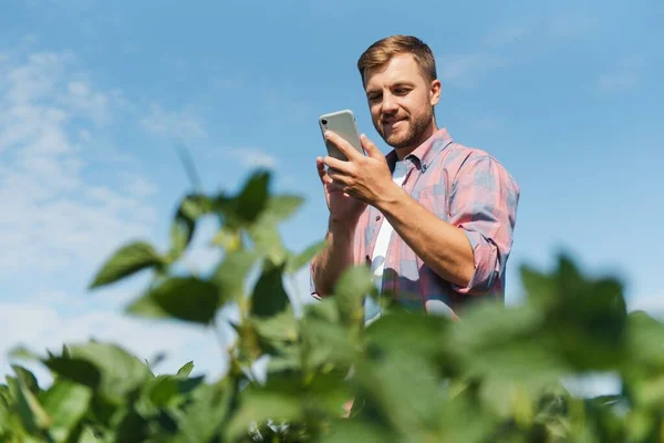 Gazda Fotózza Szójababültetvényt Minőségellenőrzés Agronómiai Munka Brazíliai Gazdaság — Stock Fotó