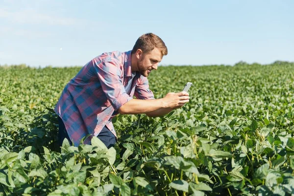 Contadino Che Fotografa Piantagione Soia Controllo Qualità Lavoro Dell Agronomo — Foto Stock