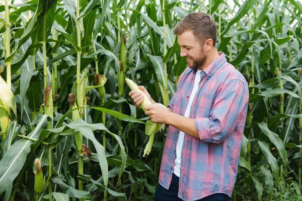 Agronomist Tartja Tabletta Érintőpad Számítógép Kukorica Területen Megvizsgálja Növények Betakarítás — Stock Fotó