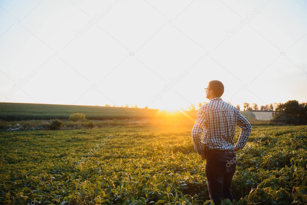Agronomist inspecting soya bean crops growing in the farm field. Agriculture production concept. young agronomist examines soybean crop on field in summer. Farmer on soybean field