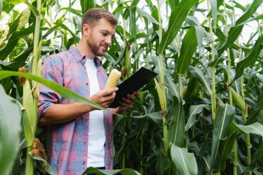 Çiftlikteki bitkileri kontrol eden erkek çiftçi. Tarım sektörü kavramı, mısır tarlasında elinde tabletle duran tarım mühendisi, bilgi yazıyor. Agronomist ekinleri ve bitkileri denetliyor..