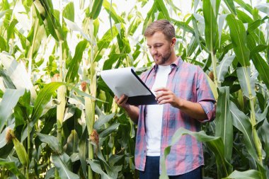 Agronomist mısır tarlasında tablet dokunmatik tablet bilgisayarını tutuyor ve hasat etmeden önce ekinleri inceliyor. Tarım sektörü konsepti. Brezilya çiftliği.