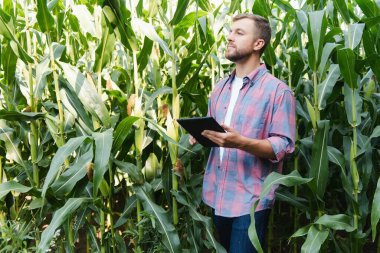 Bir adam mısır tarlasını teftiş ediyor ve zararlıları arıyor. Başarılı çiftçi ve tarım sektörü