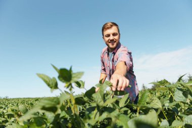 Soya fasulyesi tarlalarını inceleyen mutlu genç bir çiftçinin portresi. Tarım endüstrisi