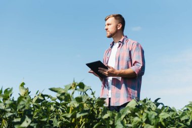 Bir çiftçi yeşil fasulye tarlasını teftiş eder. Hasat konsepti