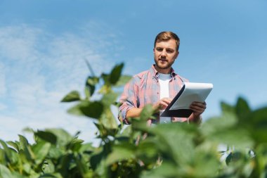 Tarımcı ya da çiftçi soya fasulyesi tarlasını inceliyor.