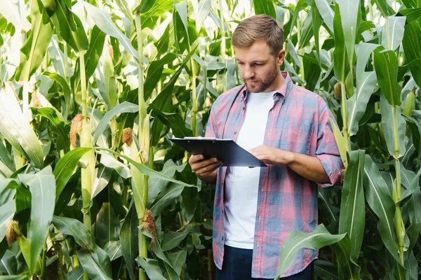 Rolnik Sprawdza Rośliny Swojej Farmie Koncepcja Agribusiness Inżynier Rolnictwa Stojący — Zdjęcie stockowe