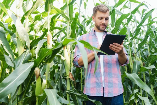 Agronom Drží Kukuřičném Poli Počítač Dotykovou Deskou Před Sklizní Zkoumá — Stock fotografie