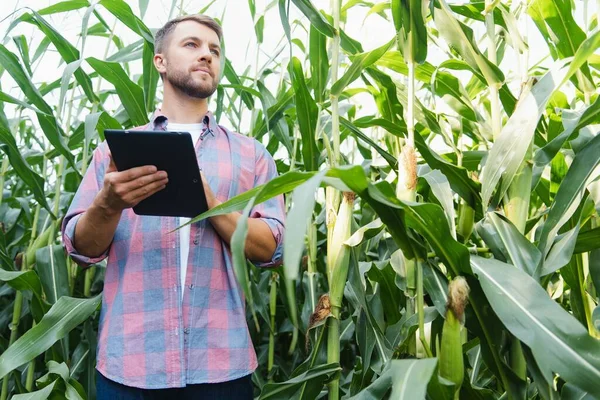 Agronomist Houdt Tablet Touch Pad Computer Het Maïsveld Het Onderzoeken — Stockfoto