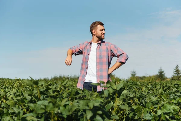 Retrato Joven Agricultor Feliz Inspeccionando Plantaciones Soja Industria Agrícola — Foto de Stock