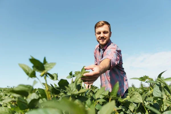 Agrónomo Que Inspecciona Los Cultivos Soja Que Crecen Campo Agrícola — Foto de Stock