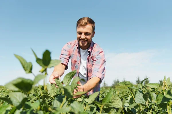 Joven Agricultor Campos Soja — Foto de Stock