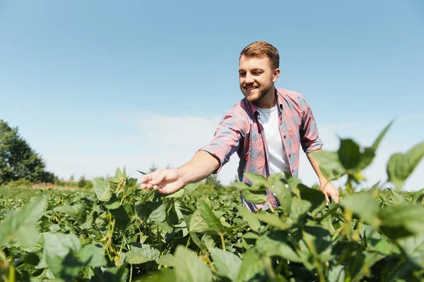 Agrónomo Que Inspecciona Los Cultivos Soja Que Crecen Campo Agrícola — Foto de Stock