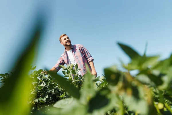 Agrónomo Que Inspecciona Los Cultivos Soja Que Crecen Campo Agrícola — Foto de Stock