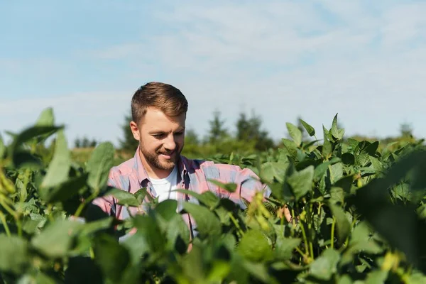 Agronomist Inspecting Soya Bean Crops Growing Farm Field Agriculture Production — Stock Photo, Image