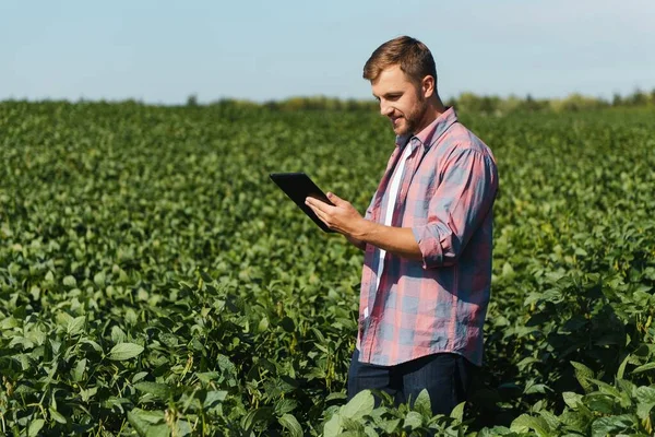 Agronom Inspiziert Sojabohnenpflanzen Die Auf Dem Feld Wachsen Produktionskonzept Landwirtschaft — Stockfoto