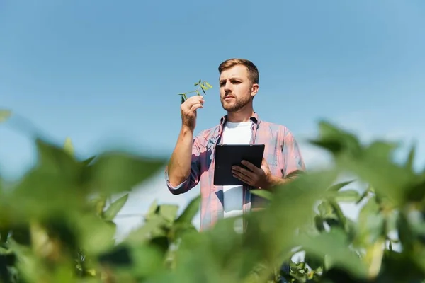 Junge Hübsche Agraringenieurin Auf Sojabohnenfeld Mit Tablette Der Hand Frühsommer — Stockfoto