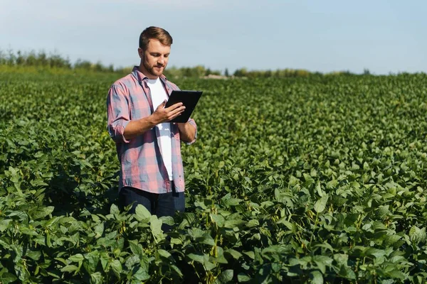 Agronomist Tarlada Yetişen Soya Fasulyesi Ekinlerini Inceliyor Tarım Üretim Konsepti — Stok fotoğraf