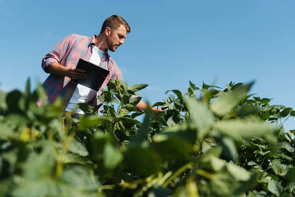 Giovane Affascinante Ingegnere Agricolo Sul Campo Soia Con Tablet Mano — Foto Stock