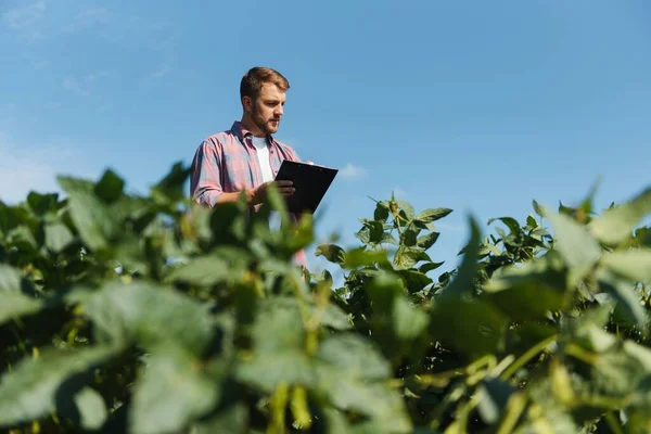 Agronomist Tarlada Yetişen Soya Fasulyesi Ekinlerini Inceliyor Tarım Üretim Konsepti — Stok fotoğraf