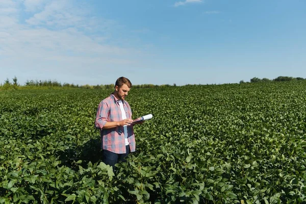 agronomist or farmer examining crop of soybeans field