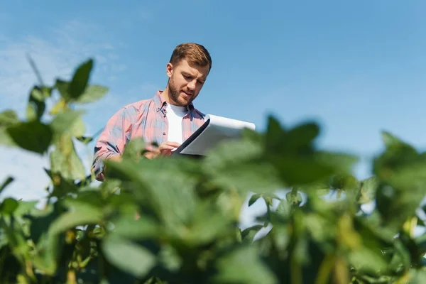 Agrónomo Que Inspecciona Los Cultivos Soja Que Crecen Campo Agrícola — Foto de Stock