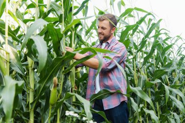 Bir adam mısır tarlasını teftiş ediyor ve zararlıları arıyor. Başarılı çiftçi ve tarım sektörü