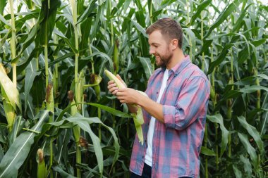 Bir adam mısır tarlasını teftiş ediyor ve zararlıları arıyor. Başarılı çiftçi ve tarım sektörü