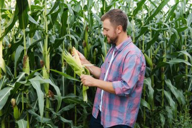 Agronomist mısır tarlasında tablet dokunmatik tablet bilgisayarını tutuyor ve hasat etmeden önce ekinleri inceliyor. Tarım sektörü konsepti. Brezilya çiftliği.