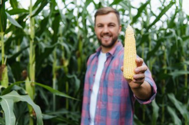 Bir adam mısır tarlasını teftiş ediyor ve zararlıları arıyor. Başarılı çiftçi ve tarım sektörü