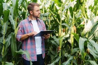 Mısır koçanı alanındaki geç yaz aylarında kontrol sakallı genç çekici adam