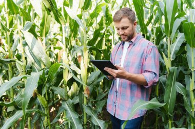 Agronomist mısır tarlasında tablet dokunmatik tablet bilgisayarını tutuyor ve hasat etmeden önce ekinleri inceliyor. Tarım sektörü konsepti. Brezilya çiftliği.