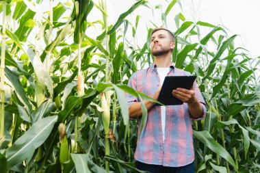 Bir adam mısır tarlasını teftiş ediyor ve zararlıları arıyor. Başarılı çiftçi ve tarım sektörü
